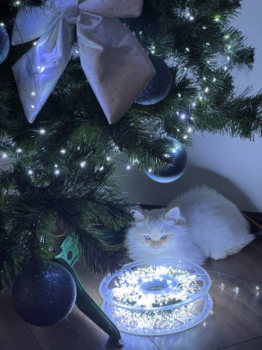 Продамо кошеня породи Ragdoll (Red Flame) в хороші руки