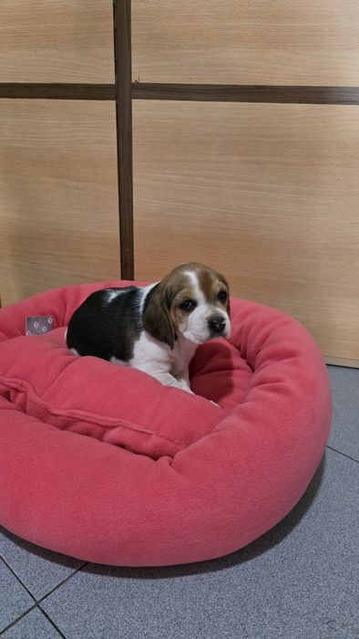 Beagle tricolor fêmea