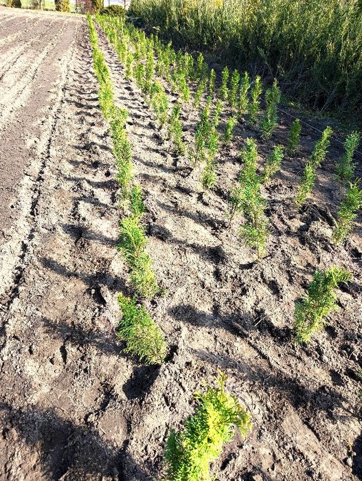 Thuja szmaragd ok 50 cm