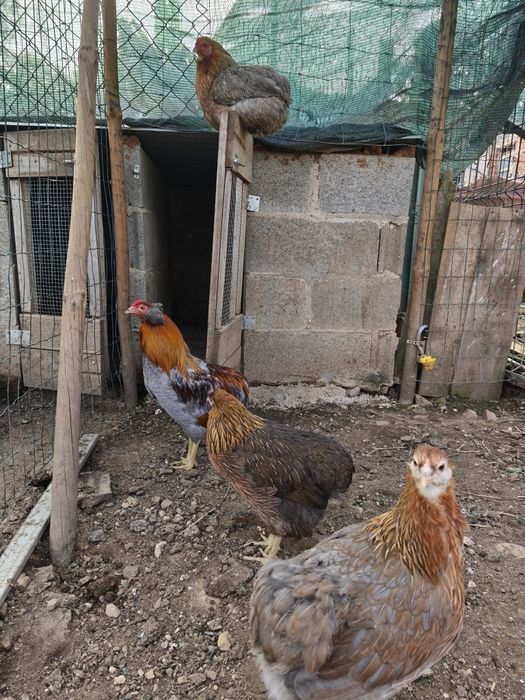 Ovos de galinha de raça