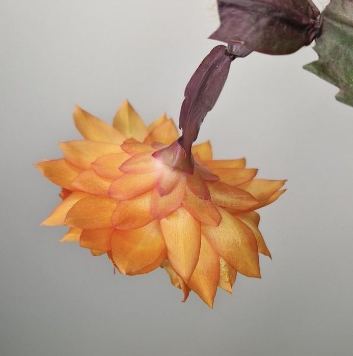 Schlumbergera, Grudnik Double Mango Roslina doniczkowa