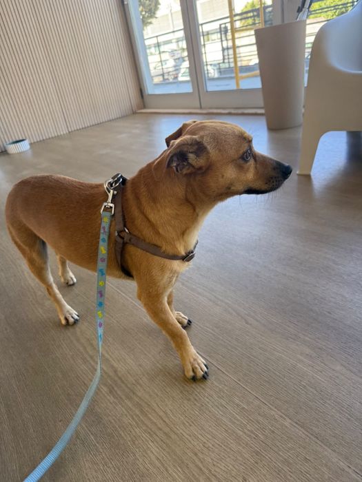 Cão para adoção responsável