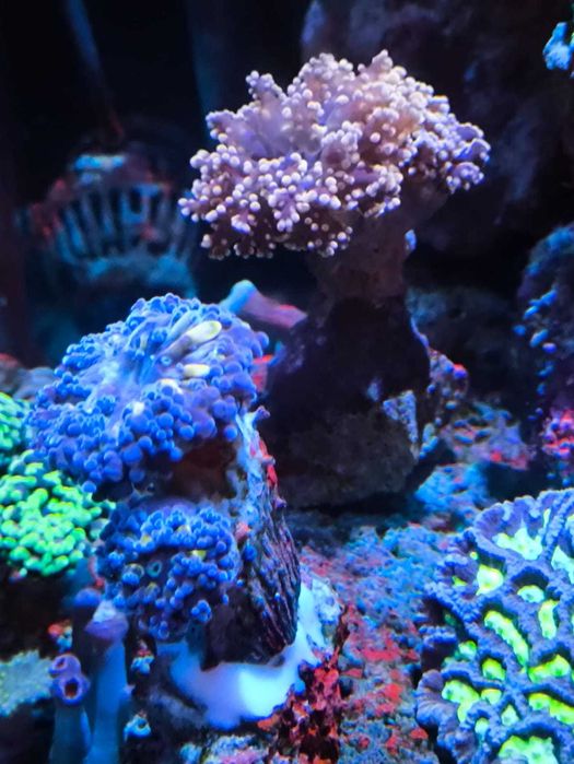 akwarium morskie euphyllia szczepki