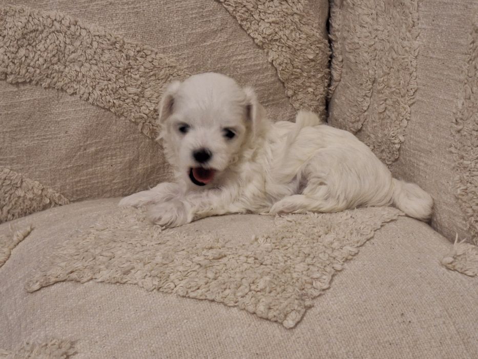 ***REZERWACJA*** Szczeniak Maltańczyk urodzony 14.01.2026