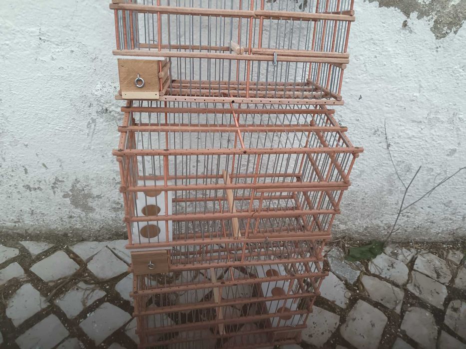 Vendo tentilhões anilhados