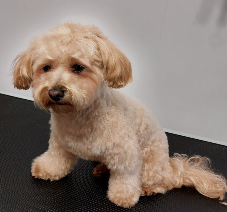 Groomer, psi fryzjer, pielęgnacja, strzyżenie, kąpiel, rozczesywanie.