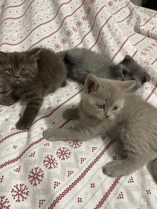 Шотландские котята