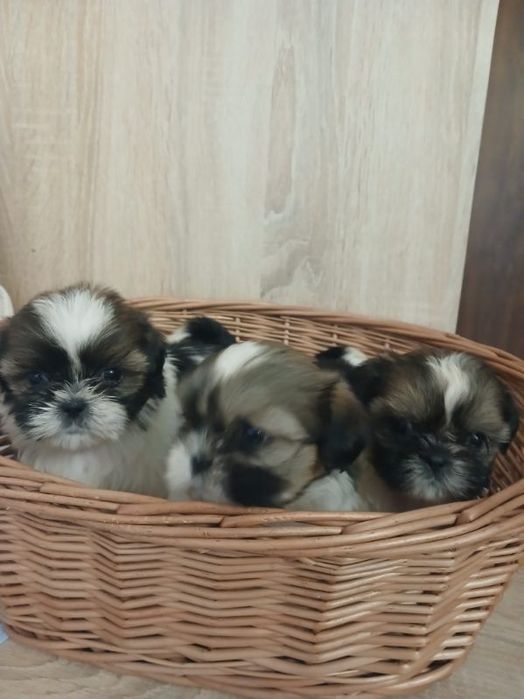 Shih tzu prześliczny chłopczyk