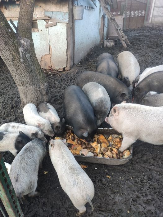 Вьетнамські поросята ,кнур,кабанчик