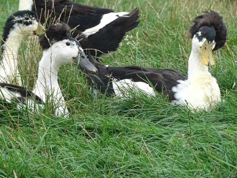 jaja lęgowe kaczka czubata, kaczki czubate