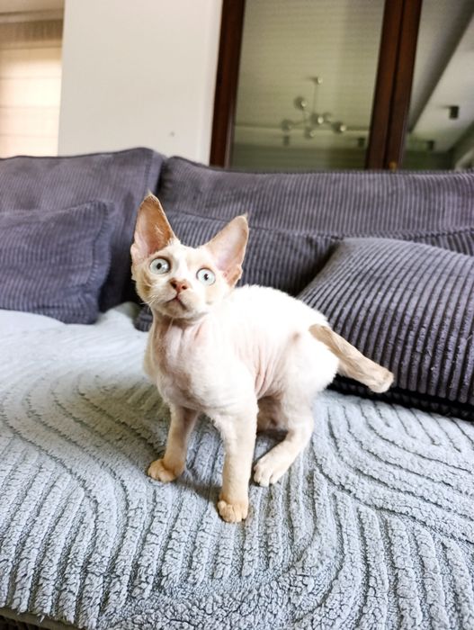 Kotka Devon rex cudo  rodowód FPL