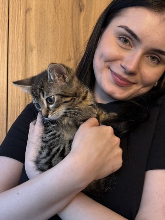 Kotka 7 tyg do adopcji
