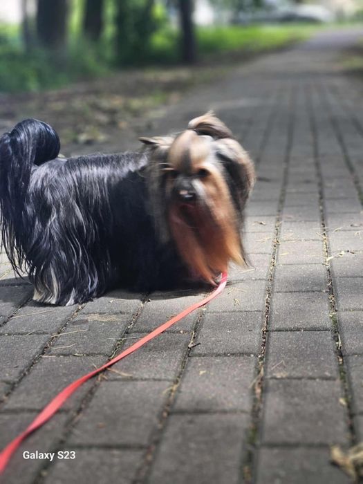 Yorkshire terier  sunia