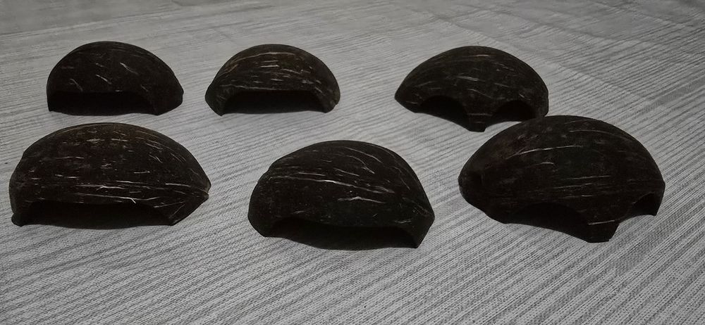 Cocôs para aquario