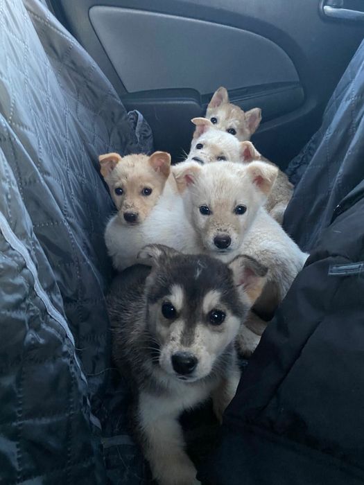 Szczeniaki za pare tyg do adopcji