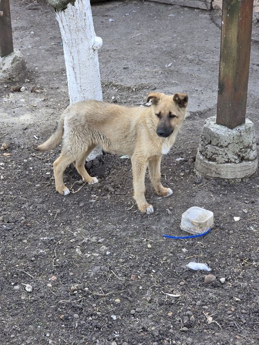 Віддам собаку в добрі руки