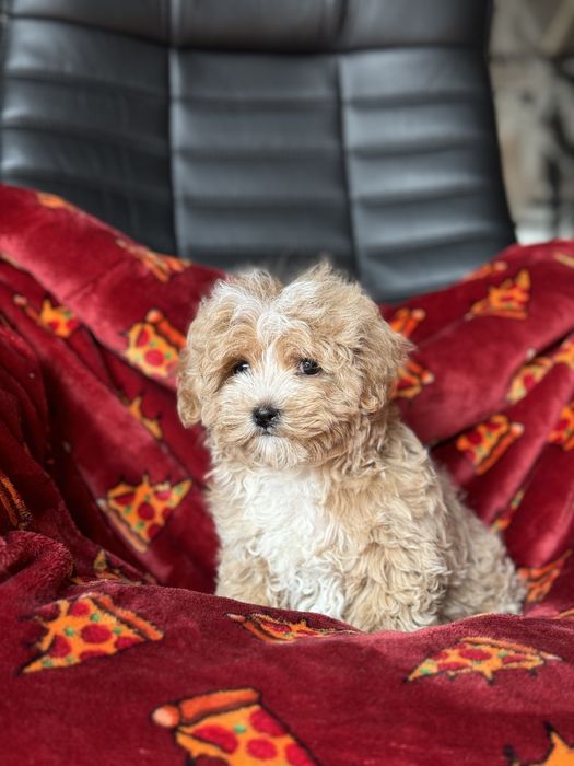 Микро мальчик 1,5 кг с коротеньеим носиком мальтипу полтава