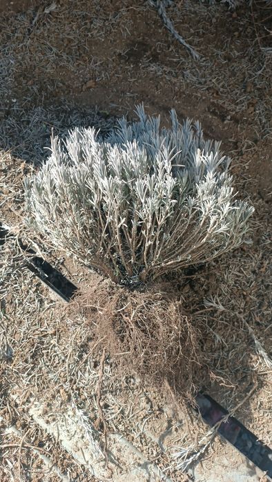 Лаванда. Саджанці лаванди. Супер пропозиція