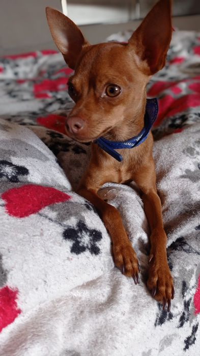 В'язка Той-терєр              .