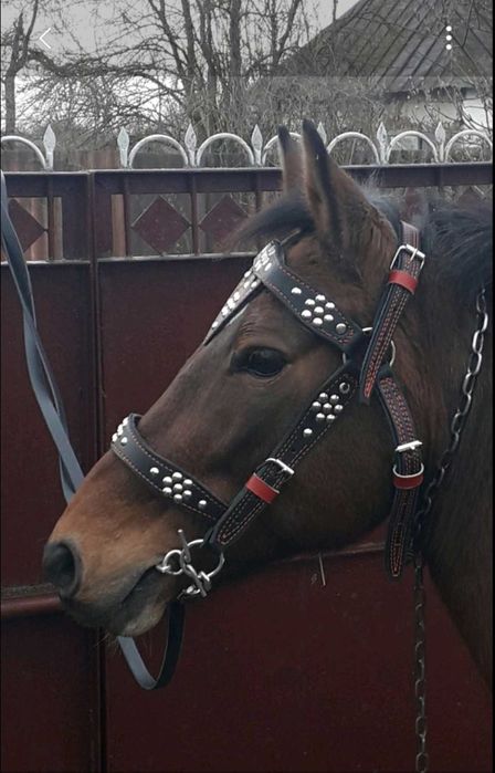 Уздечка на коня,капейстра