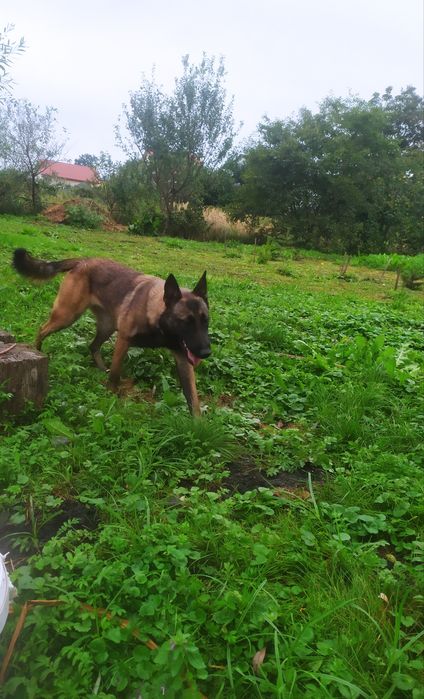 Малінуа Бельгійська вівчарка КСУ