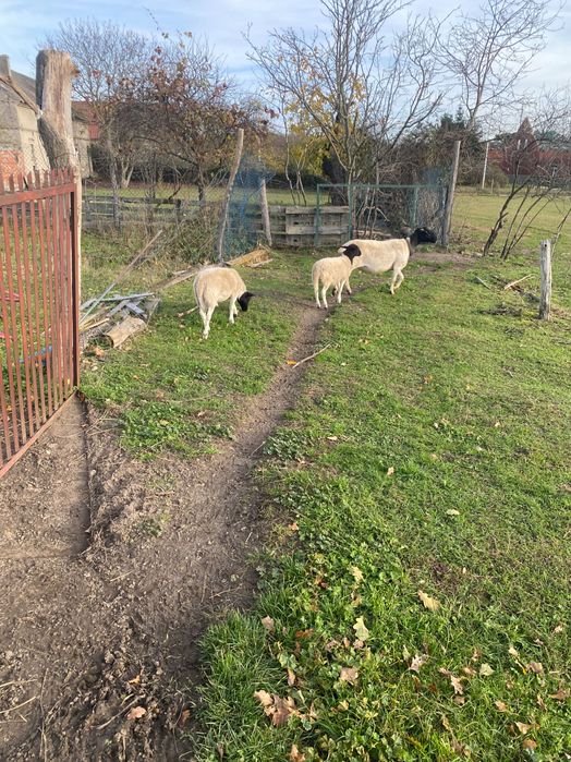 Sprzedam owce Dorper