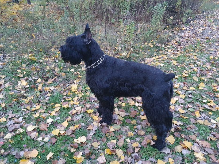 Кобель ризеншнауцер на вязку