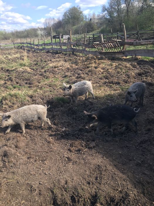 Поросята Мангалиці