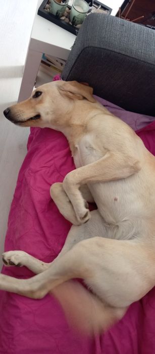 Cachorra com 1 ano