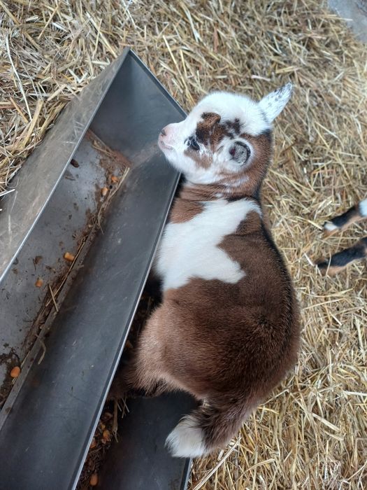 Cabritos "Micro-anões" Legítimos