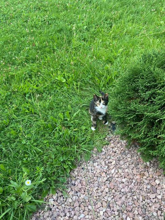 Віддам кошеня безкоштовно