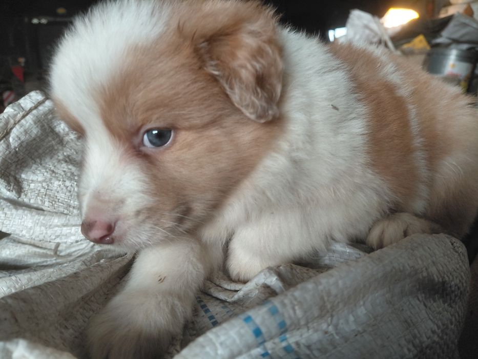 Border collie piesek fci zkwp