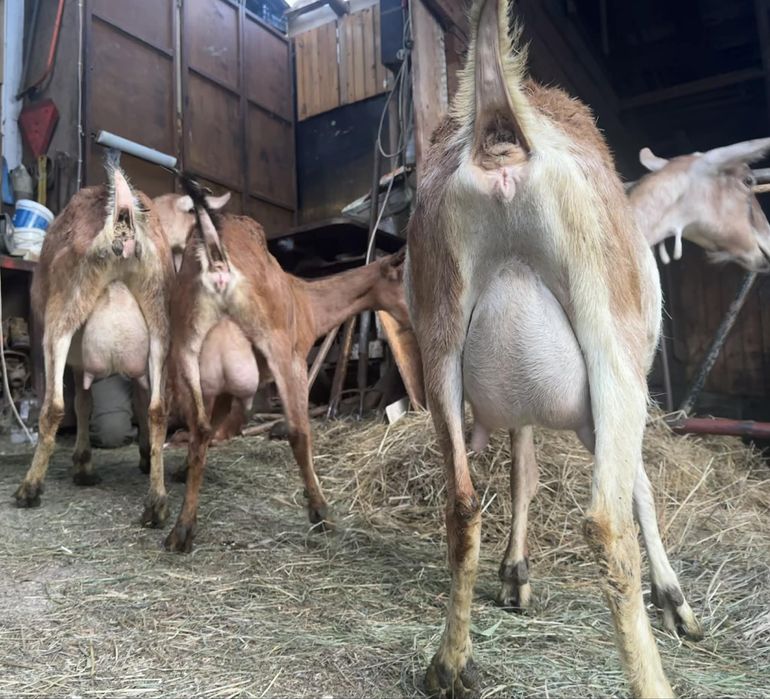 Kozy anglonubijskie 60%