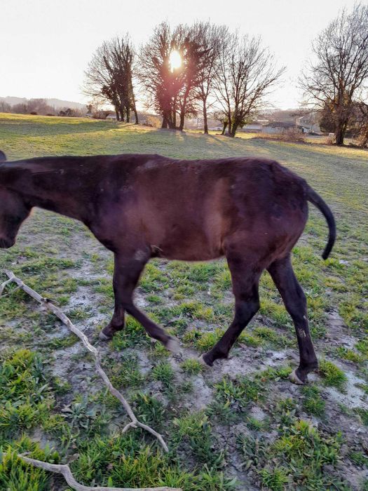 poldros  novos  cavalos  eguas   prenhas  LUZITANOS