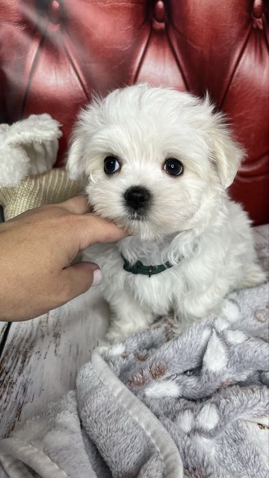 Мальтійська болонка (шоу-клас) – цуценята з документами