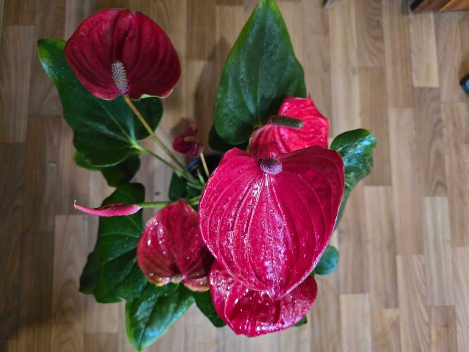 Антурiуми укорiненнi, шикарнi!