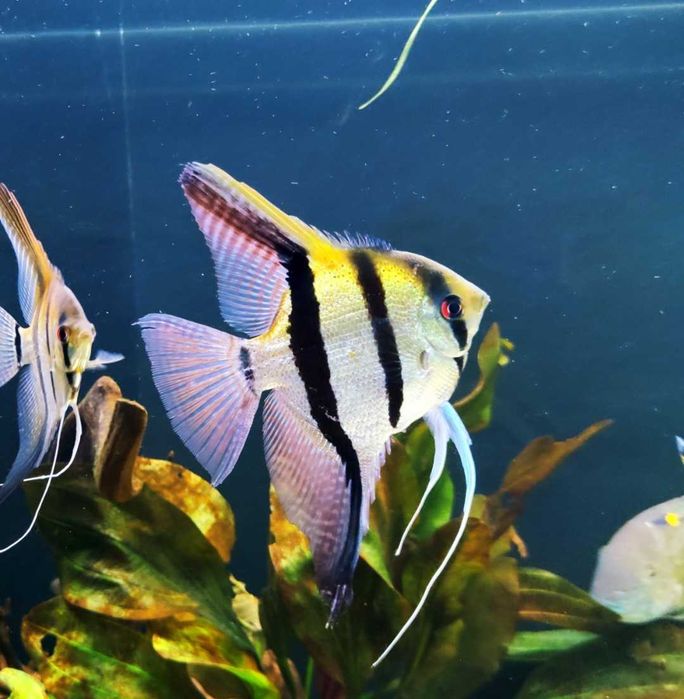 Paletka Red melon hodowla legalna wysyłka