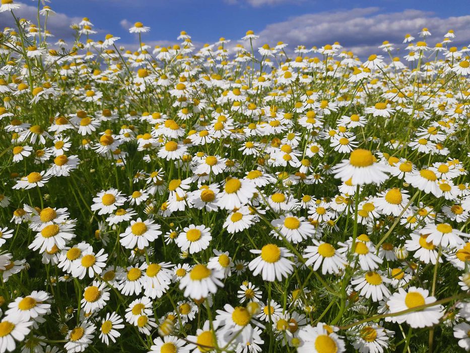 nasiona rumianku, rumianek, nasienie rumianku