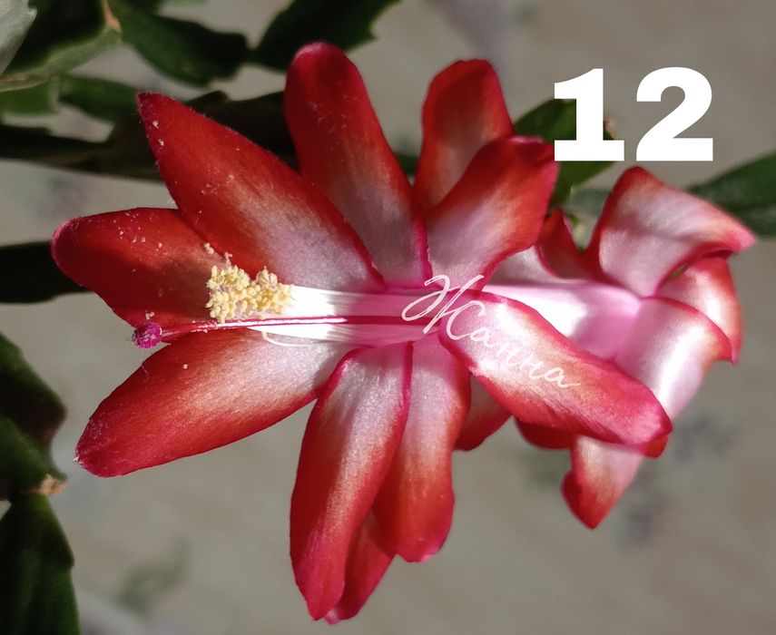 Шлюмбергера червона