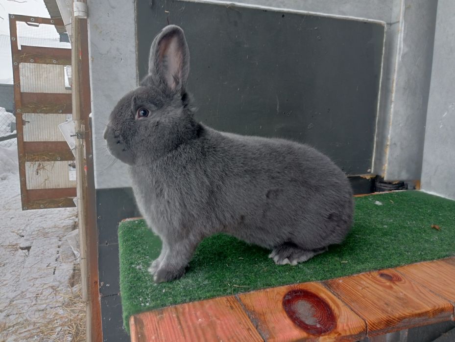 Wiedeński Niebieski samiec