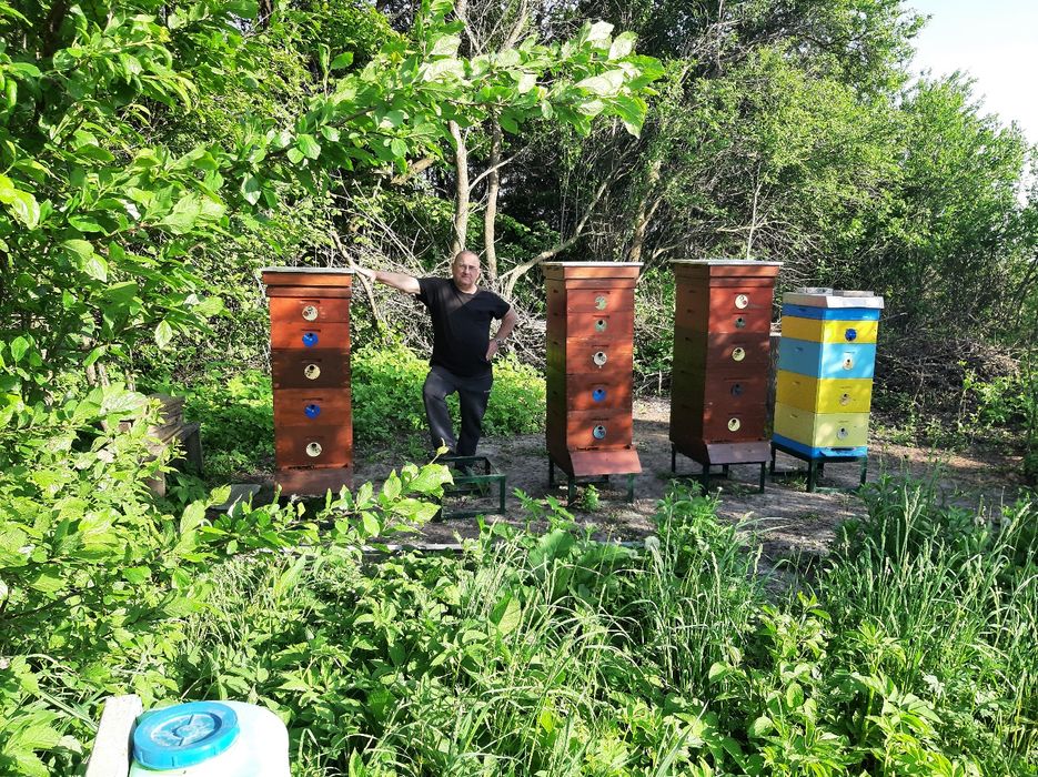 Продам пасіку з бджолами