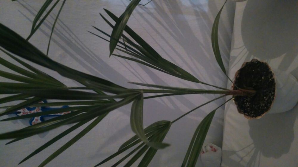 Пальмы веерные,посеяные из семян.Не прихотливые.