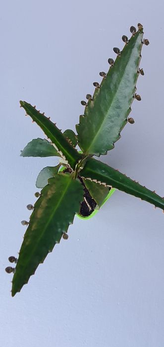 Roślina Żyworódka pierzasta