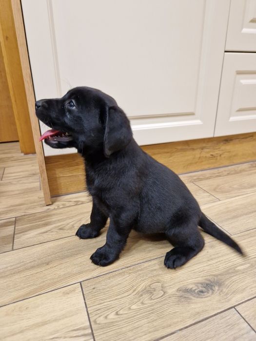 Szczeniak Labradora suczka gotowa do odbioru