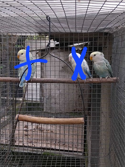 Agapornis Roseicollis