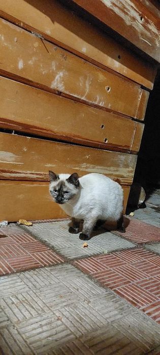 Отдам сиамскую кошку, 7 месяцев