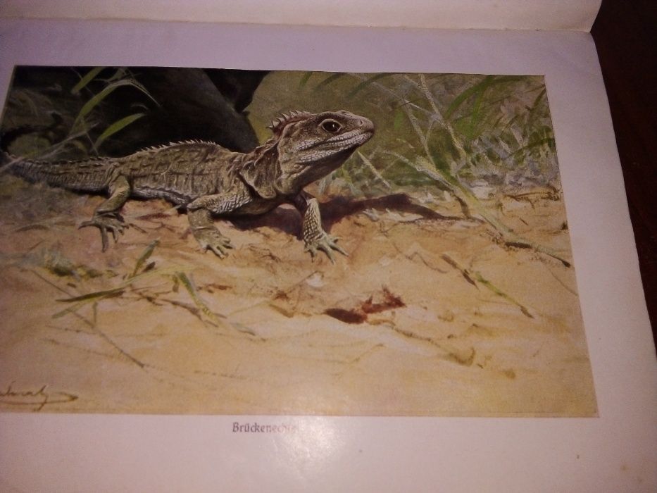 німецька енциклопедія - том 2 - плазуни 1934 + в подарунок  про птахів