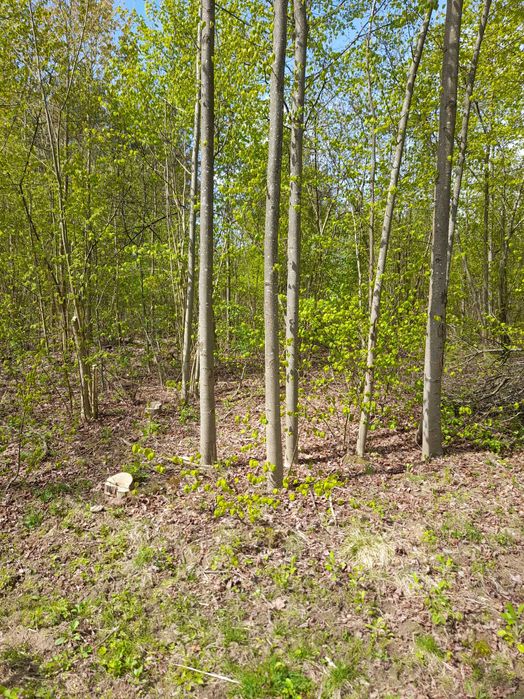 sprzedam działkę leśną