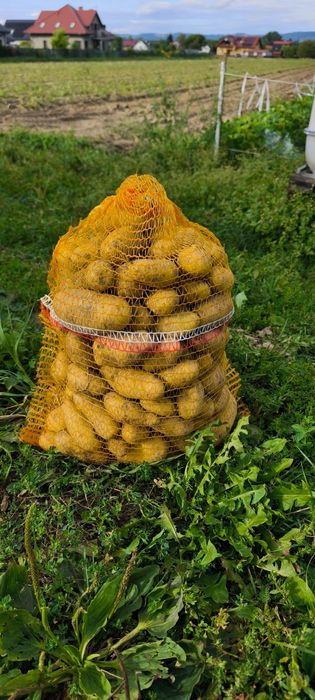 Ziemniaki uprawiane na oborniku