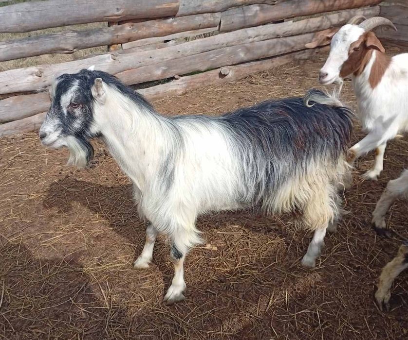 Козлик  Ламанча 1 рік і 2 місяці. Кози.
